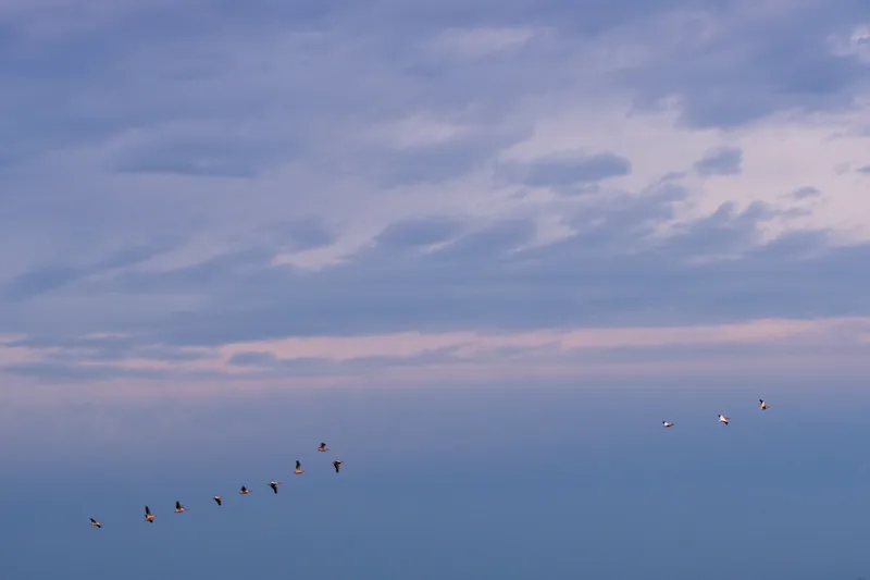Pelican Line VI, Washington Island. 2021.